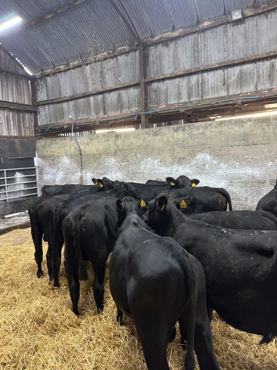 Angus bulls - Image 3