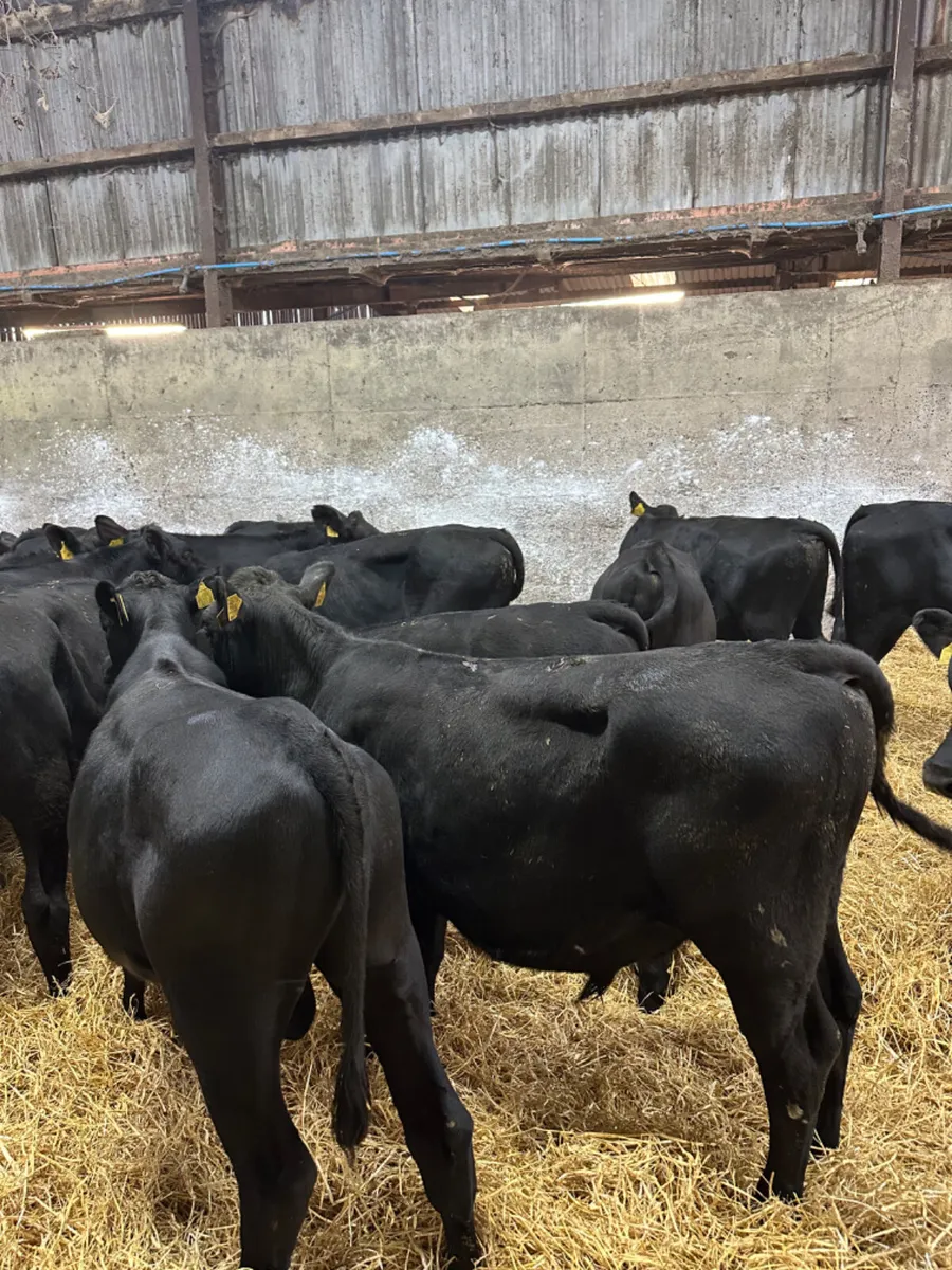 Angus bulls - Image 1