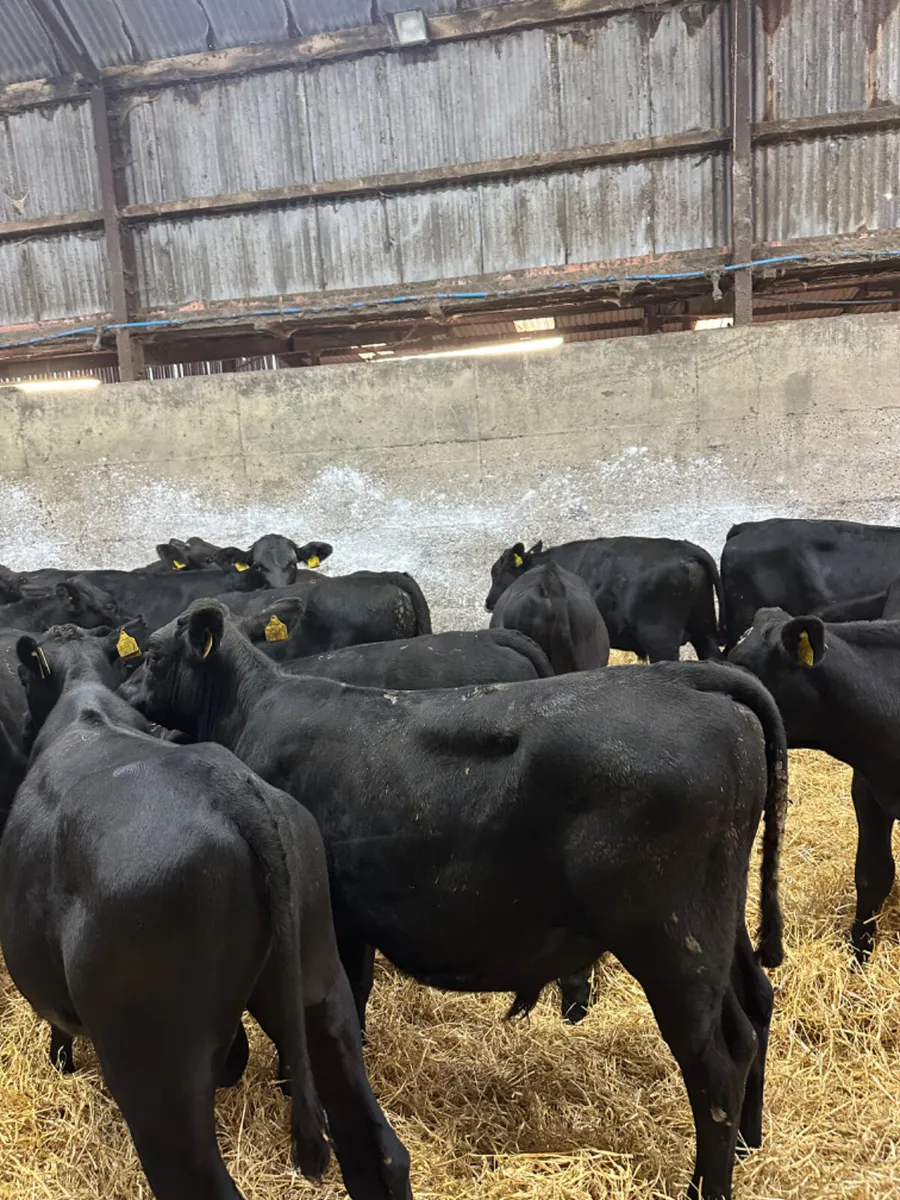 Angus bulls - Image 2