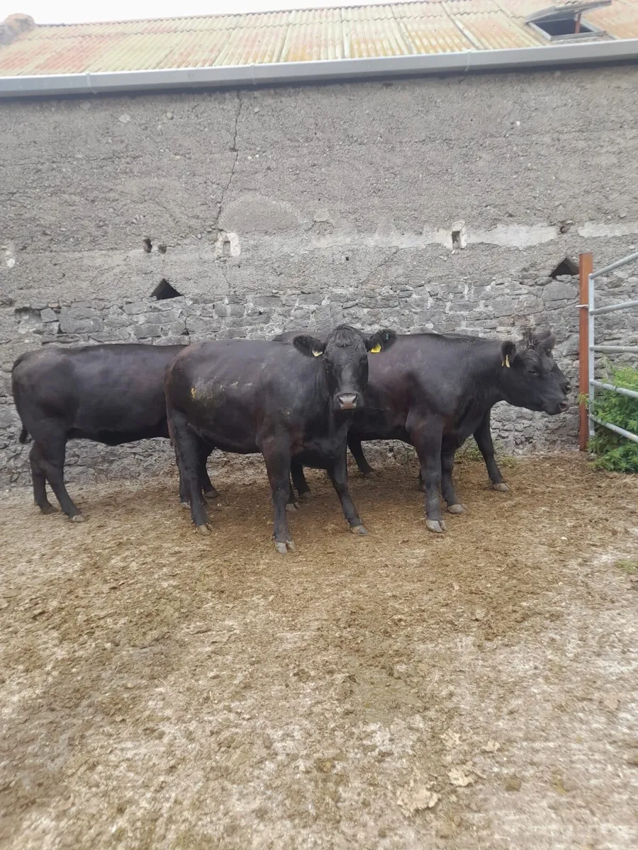Pedigree in-calf AA heifers - Image 1