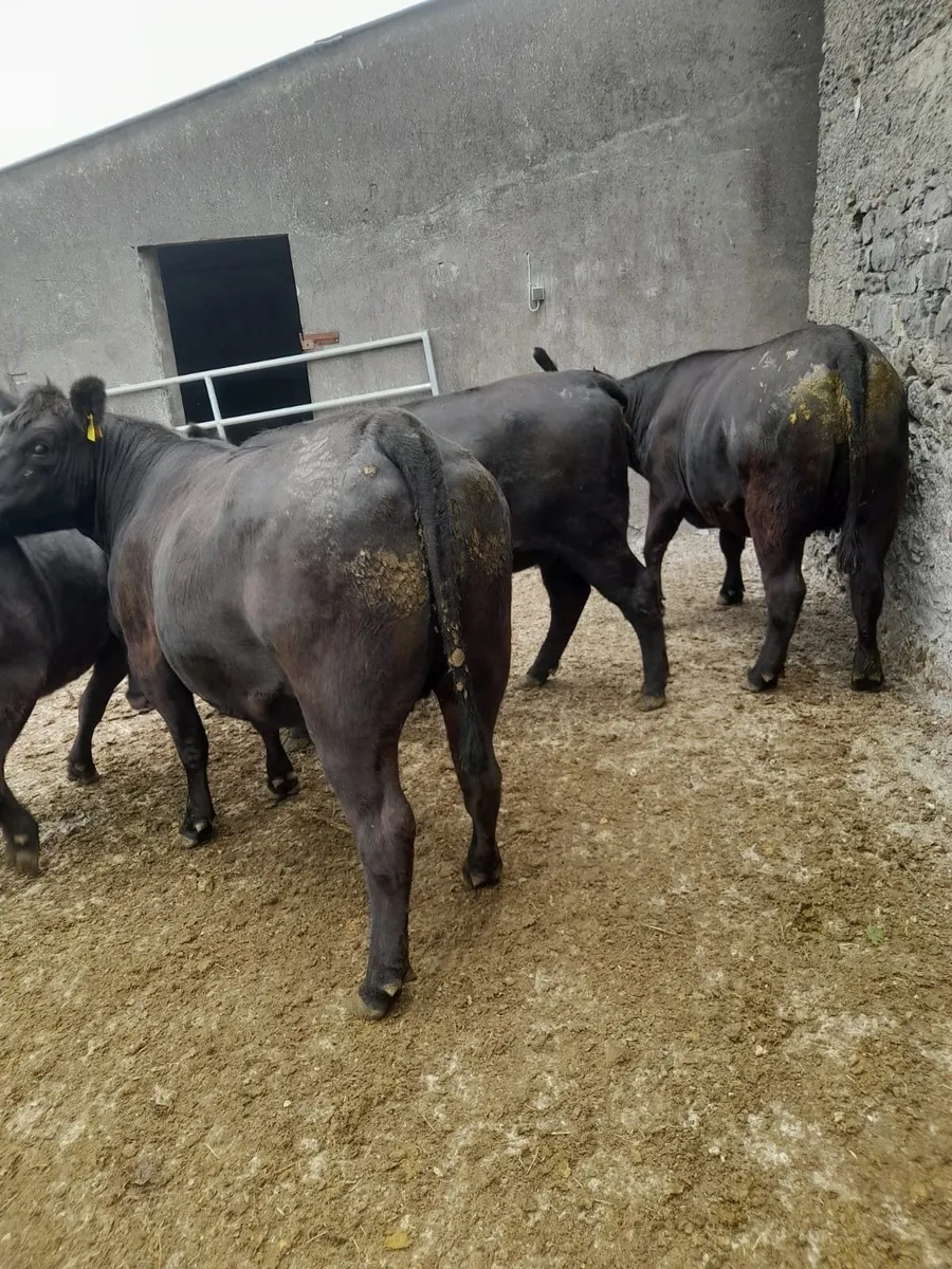 Pedigree in-calf AA heifers - Image 2