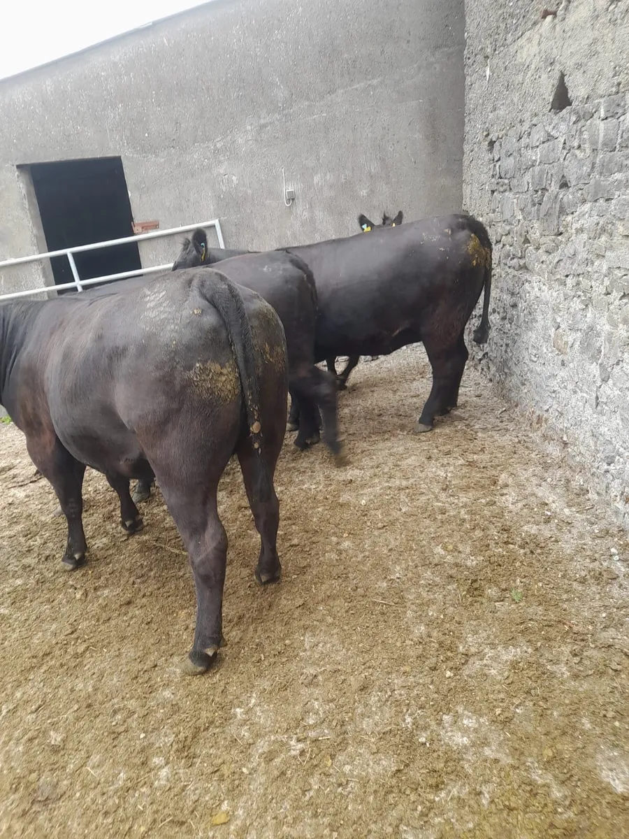 Pedigree in-calf AA heifers - Image 3
