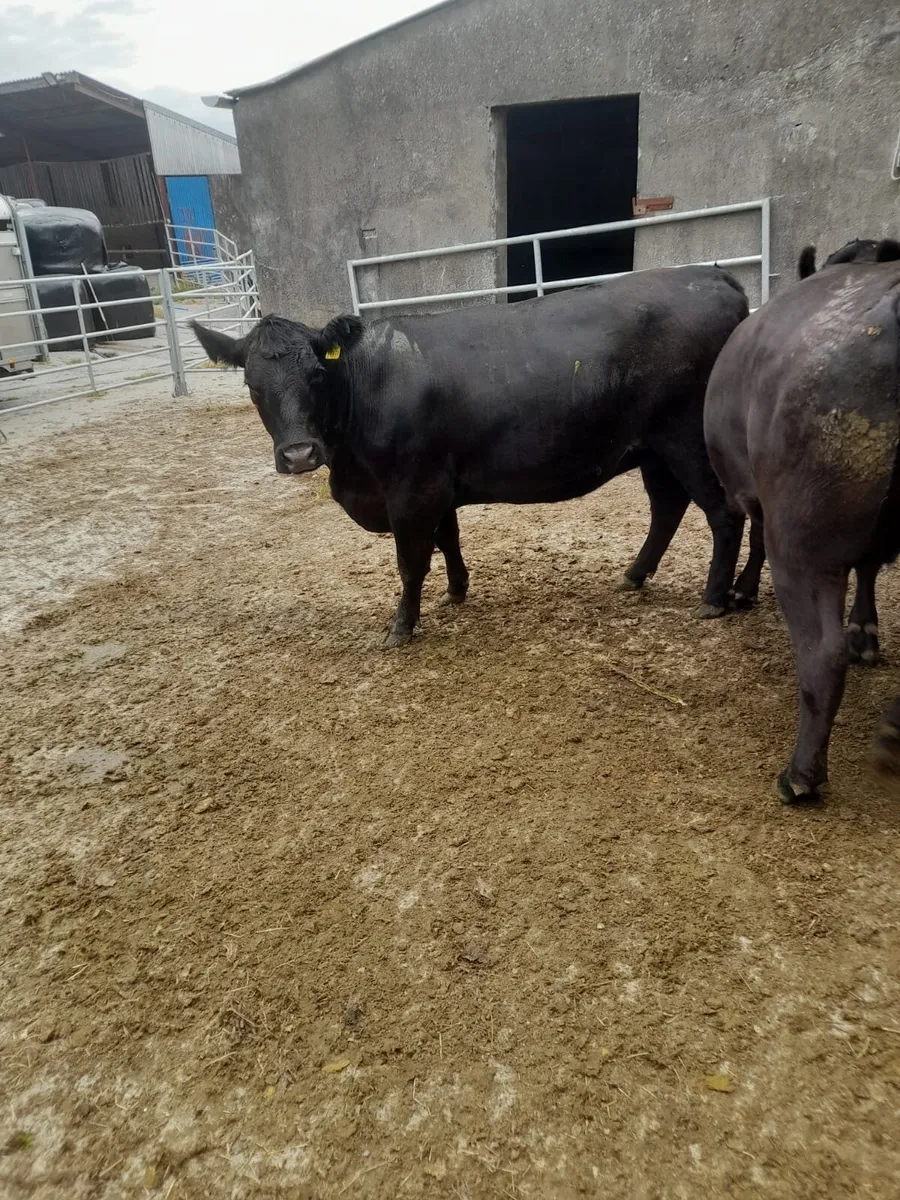 Pedigree in-calf AA heifers - Image 4