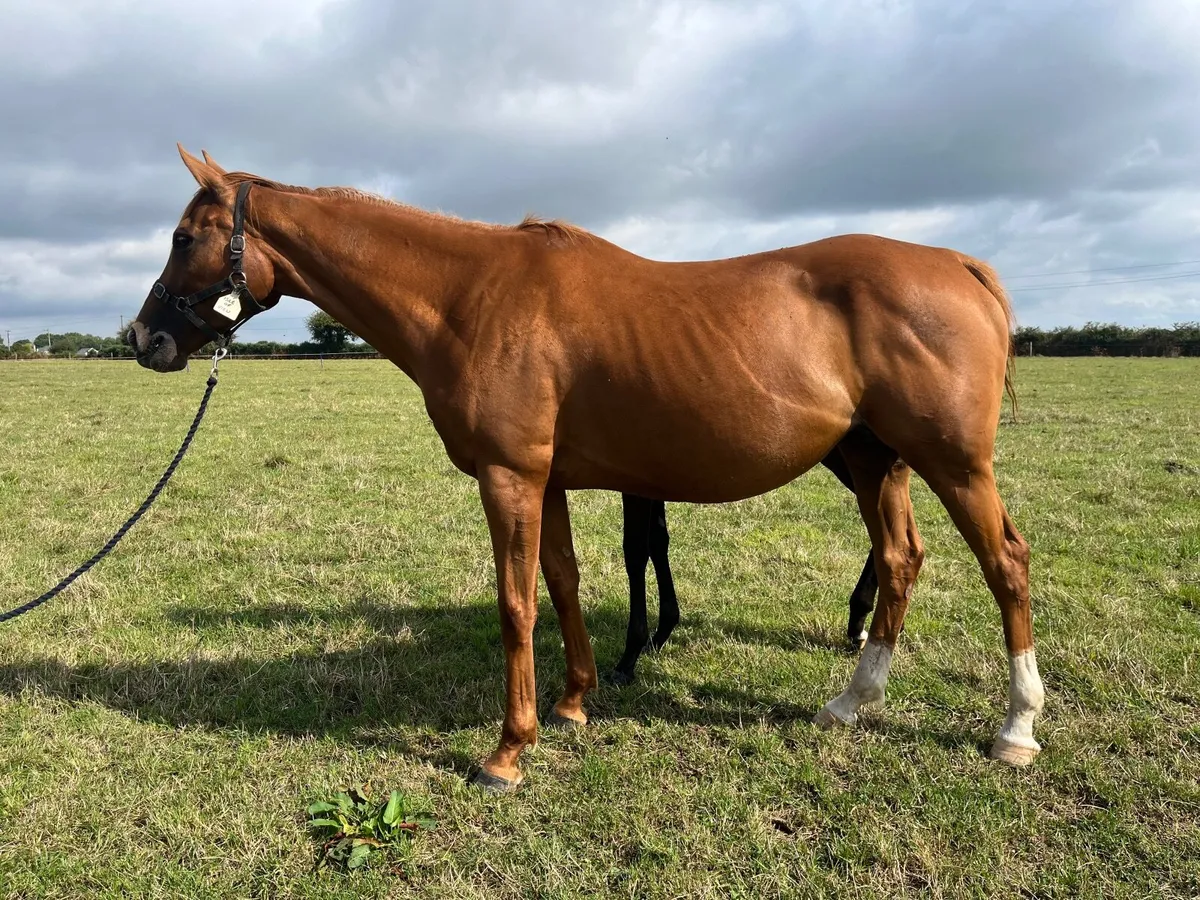 Young TB Broodmare