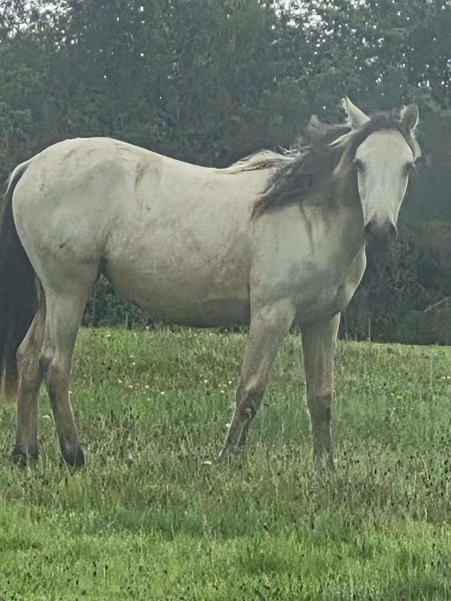 Ponies - Image 1