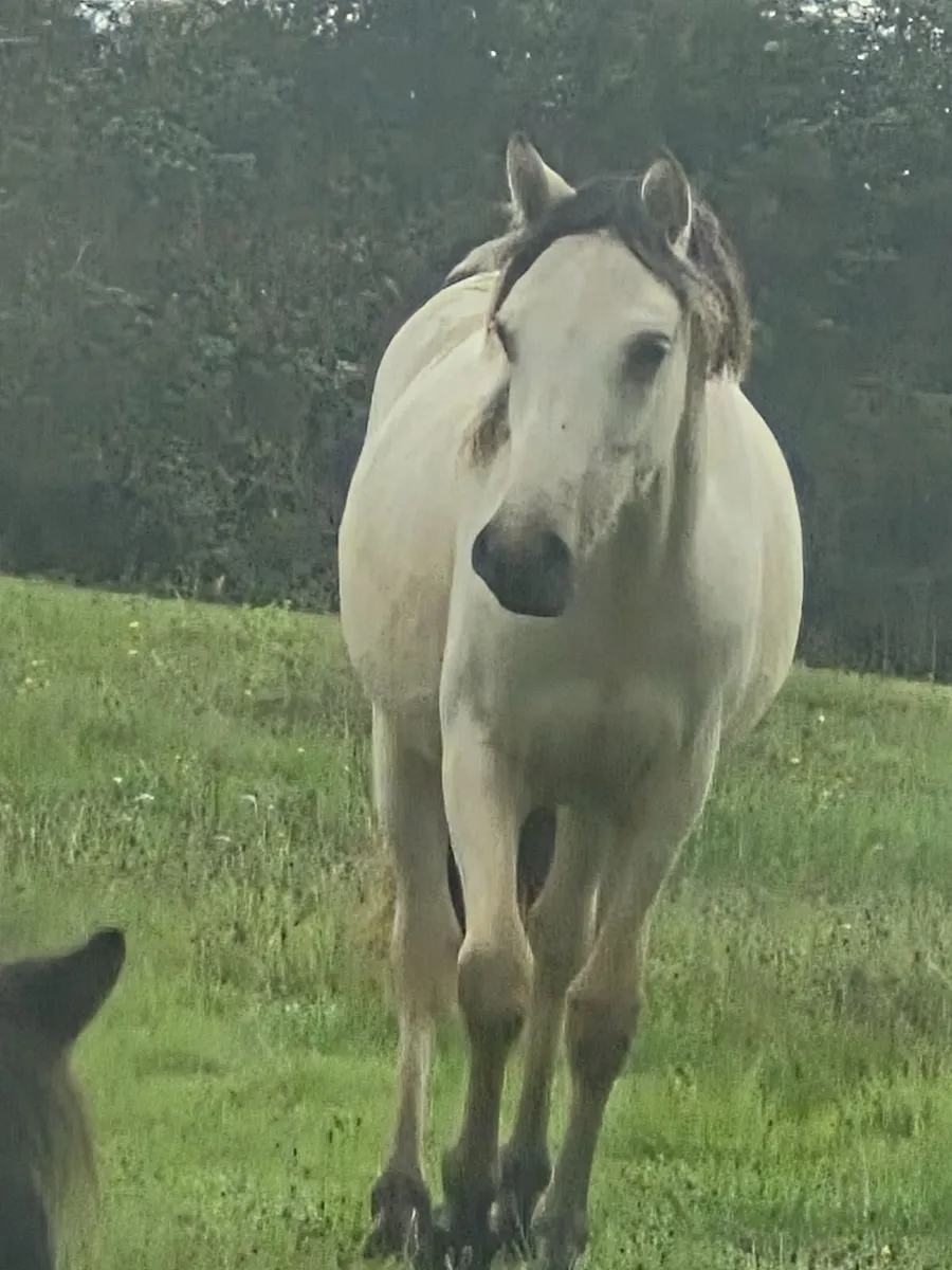 Ponies - Image 2