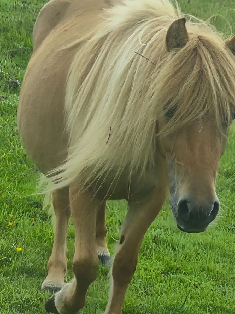 Ponies - Image 3