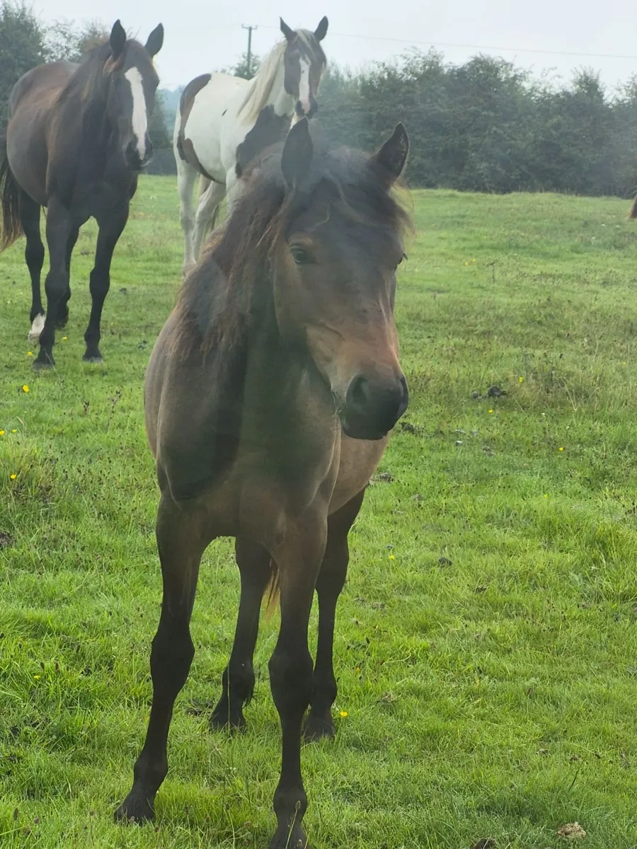 Ponies - Image 4