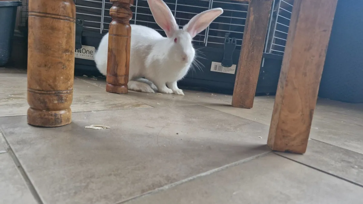 Rabbit - Flemish Giant - Image 4