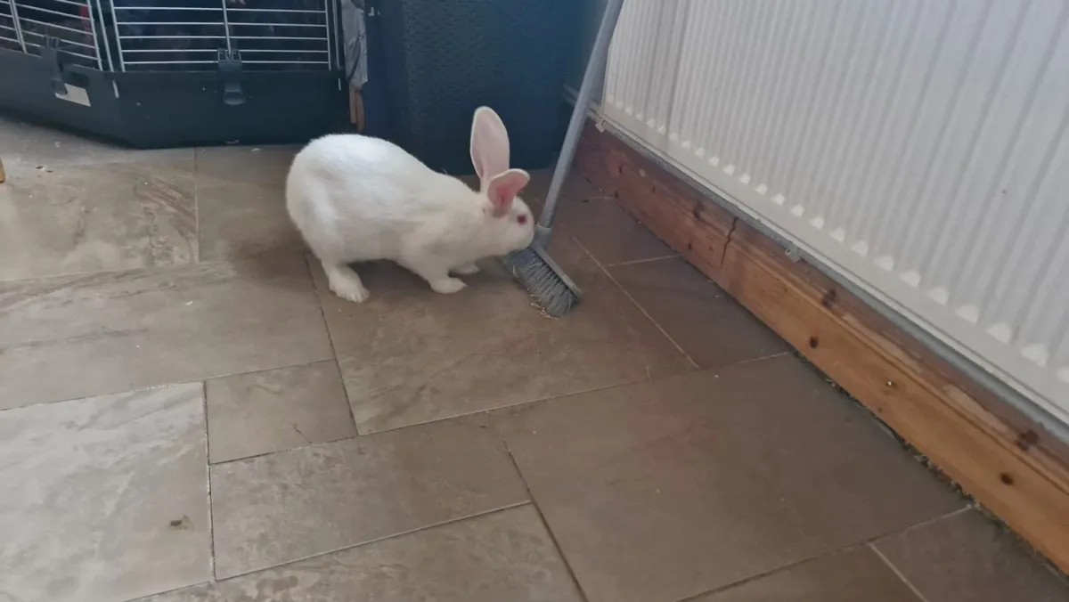 Rabbit - Flemish Giant - Image 1