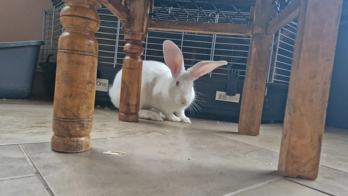 Rabbit - Flemish Giant - Image 2
