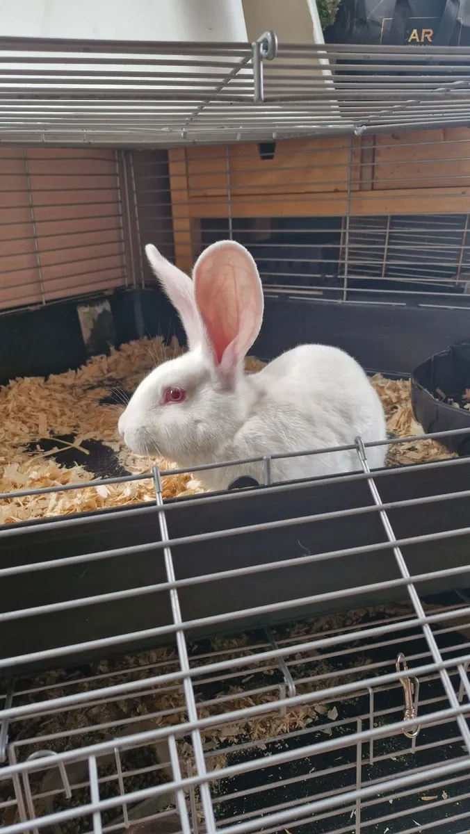 Rabbit - Flemish Giant - Image 3