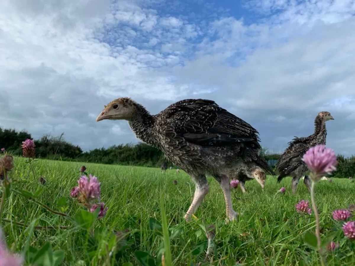 Poultry delivered tomorrow - Image 3
