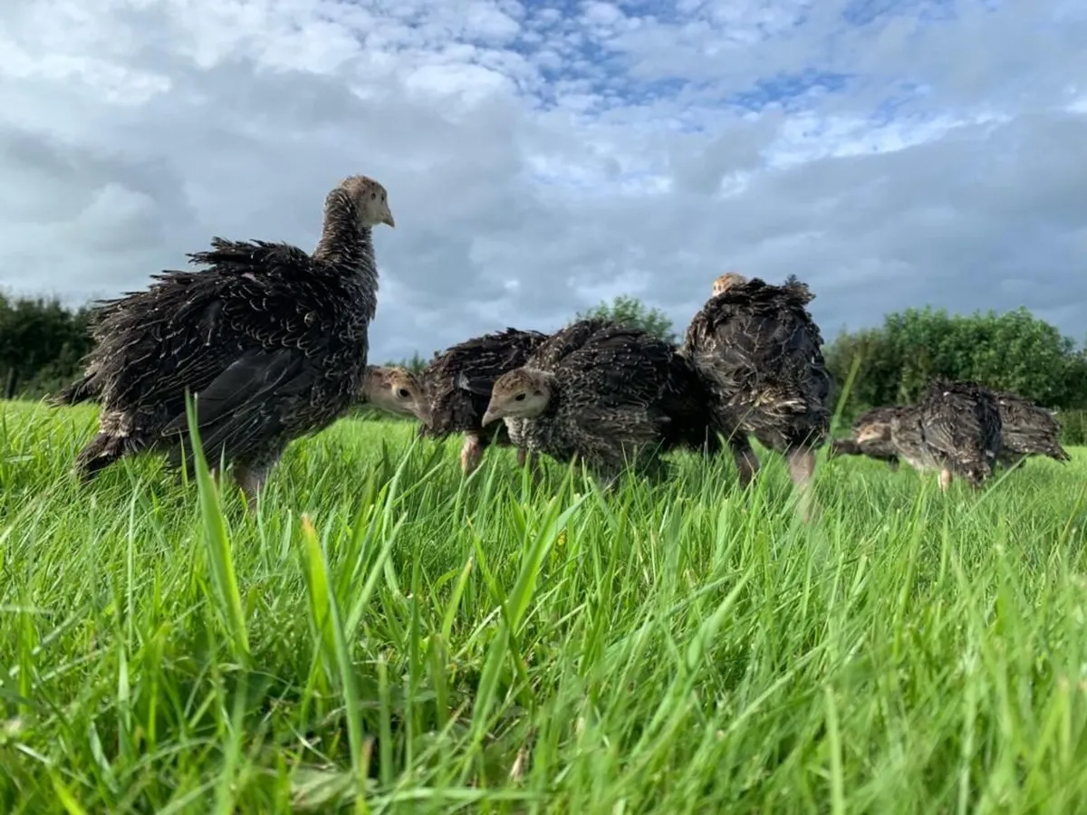 Poultry delivered tomorrow - Image 4