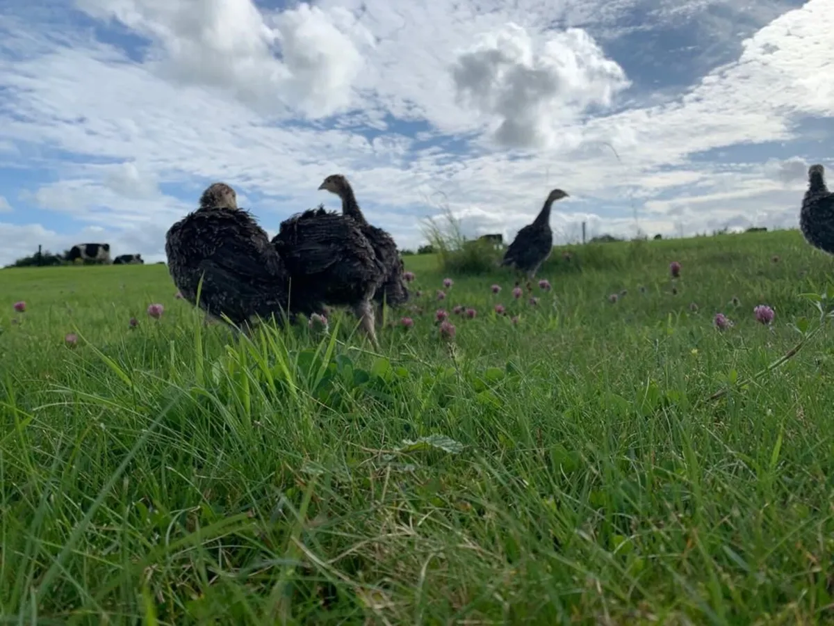 Poultry delivered tomorrow - Image 1