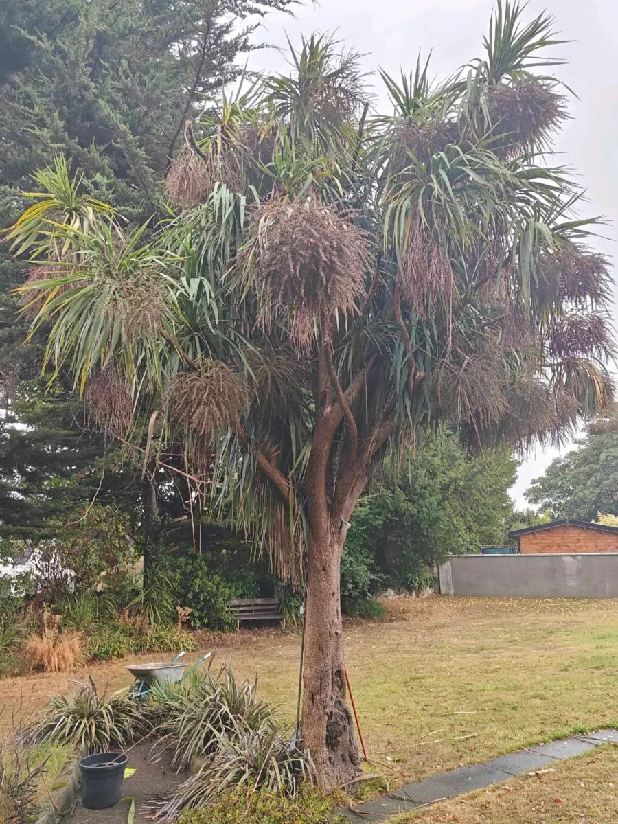 Cordyline Tree - Image 2