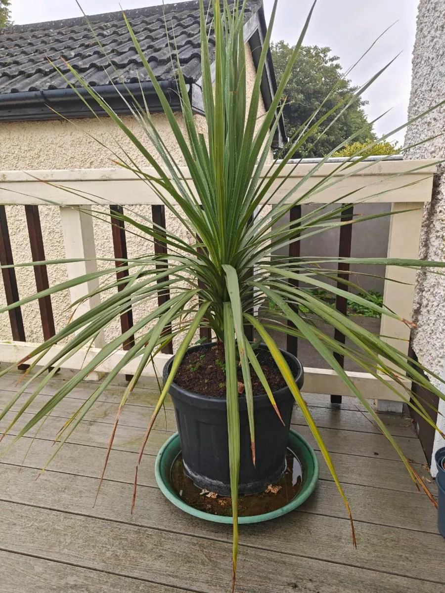 Cordyline Tree - Image 1
