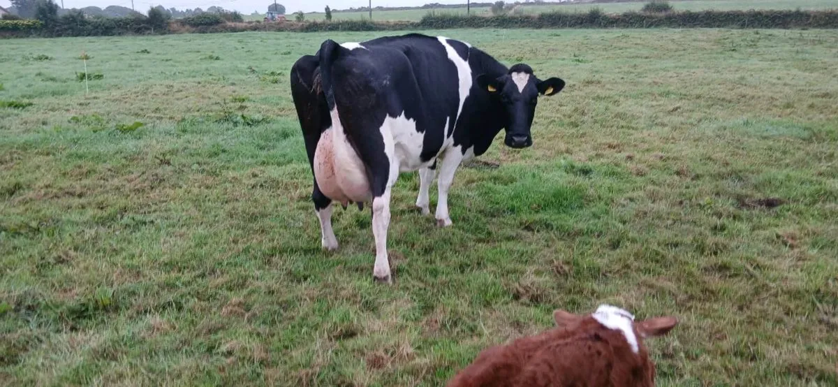 Dairy cow - Image 1