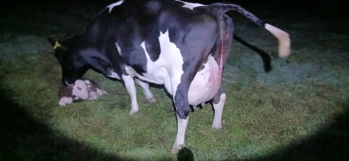 Dairy cow - Image 2
