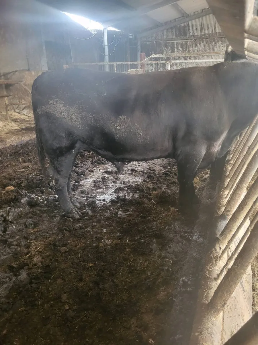 AA BULL - Image 1