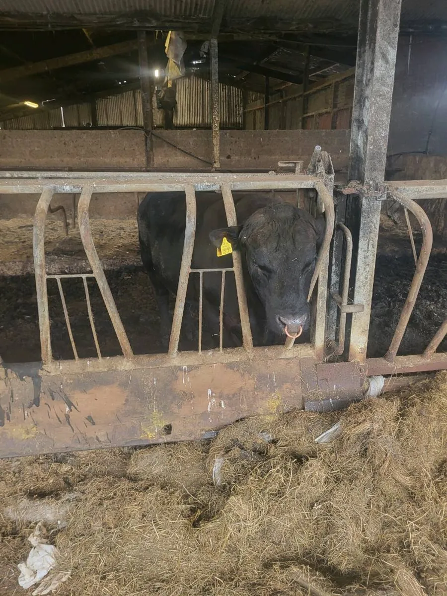 AA BULL - Image 2