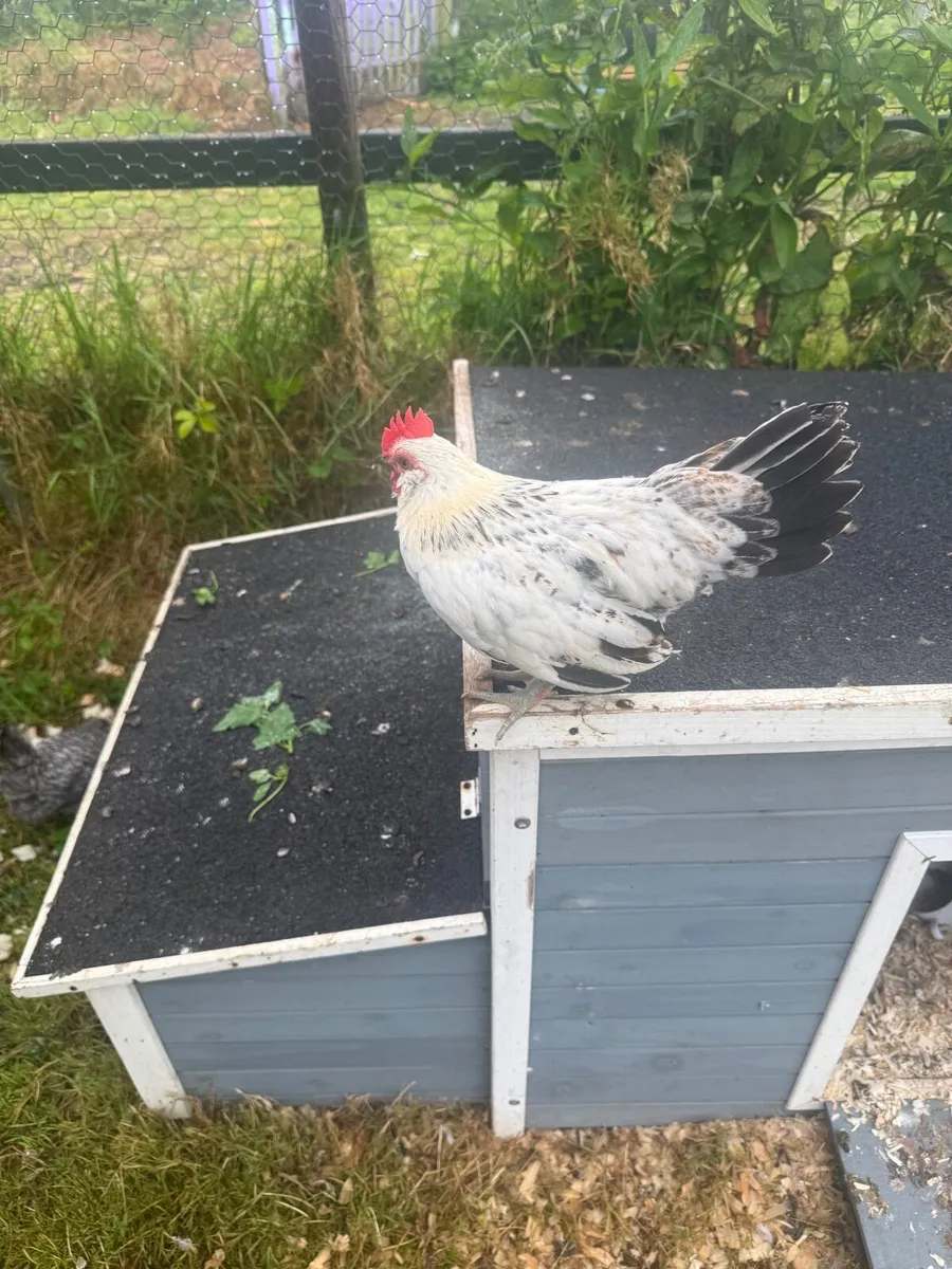 Roosters - Image 1