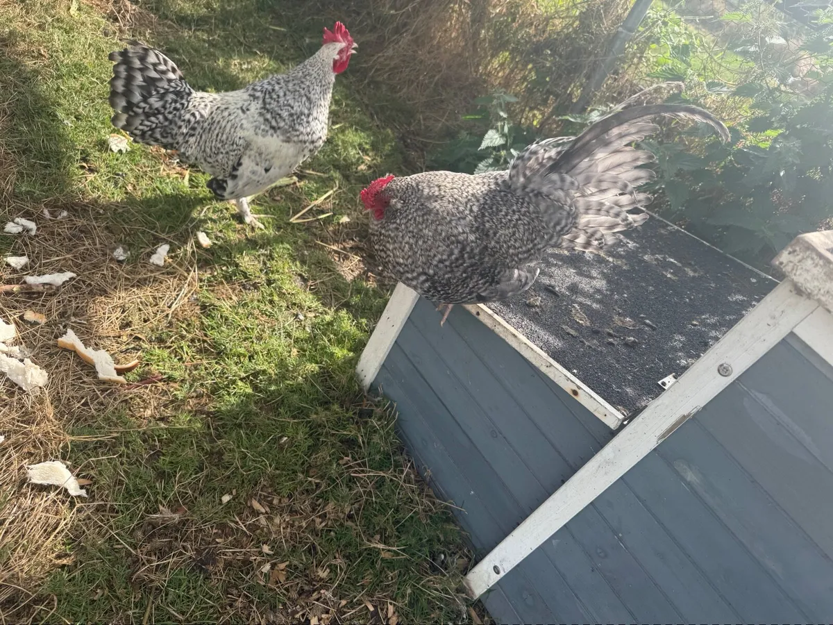 Roosters - Image 2