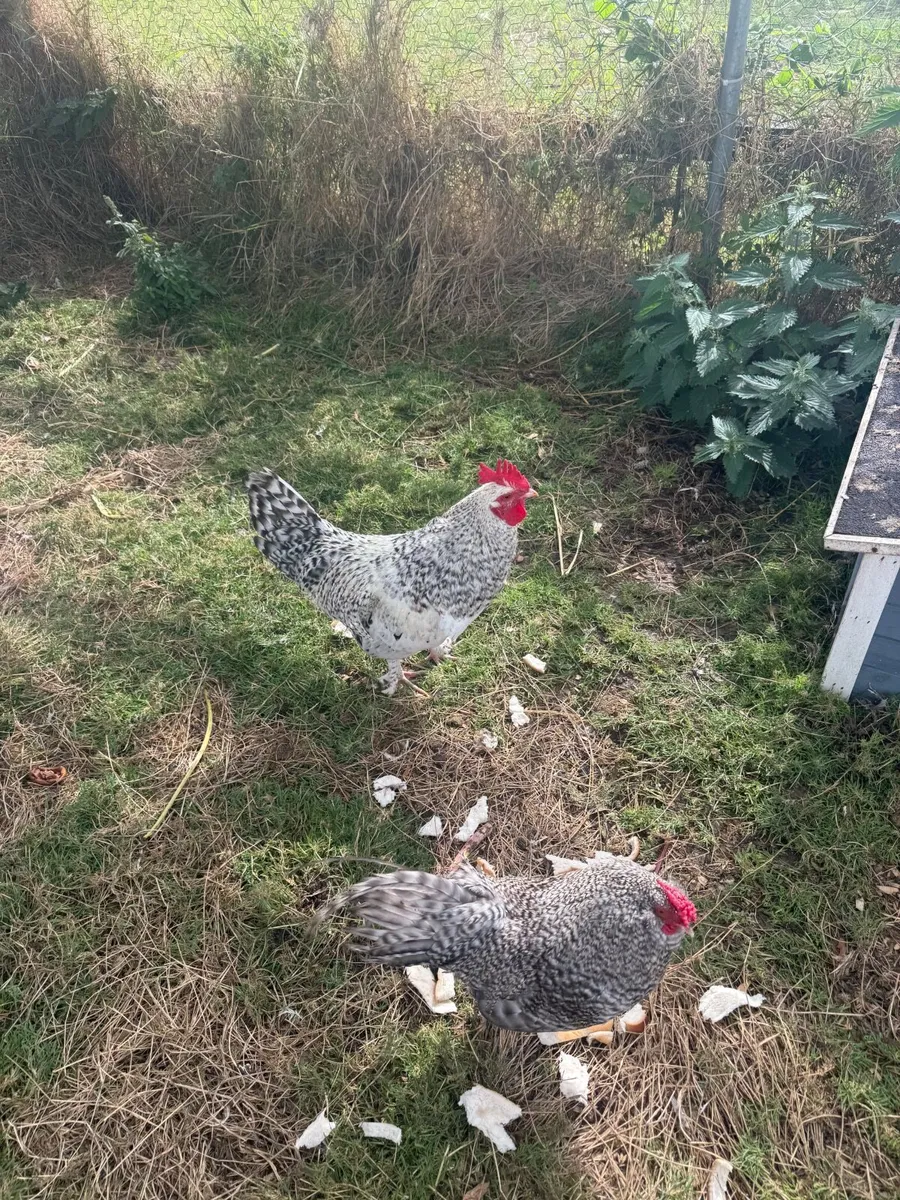 Roosters - Image 4