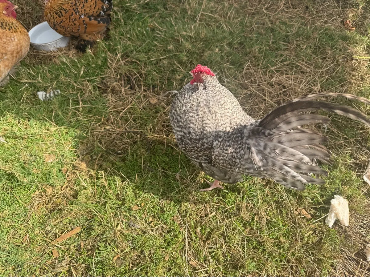 Roosters - Image 3