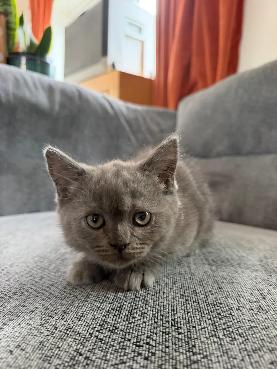 Scottish fold - Image 2