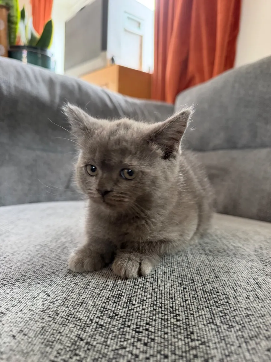 Scottish fold - Image 3