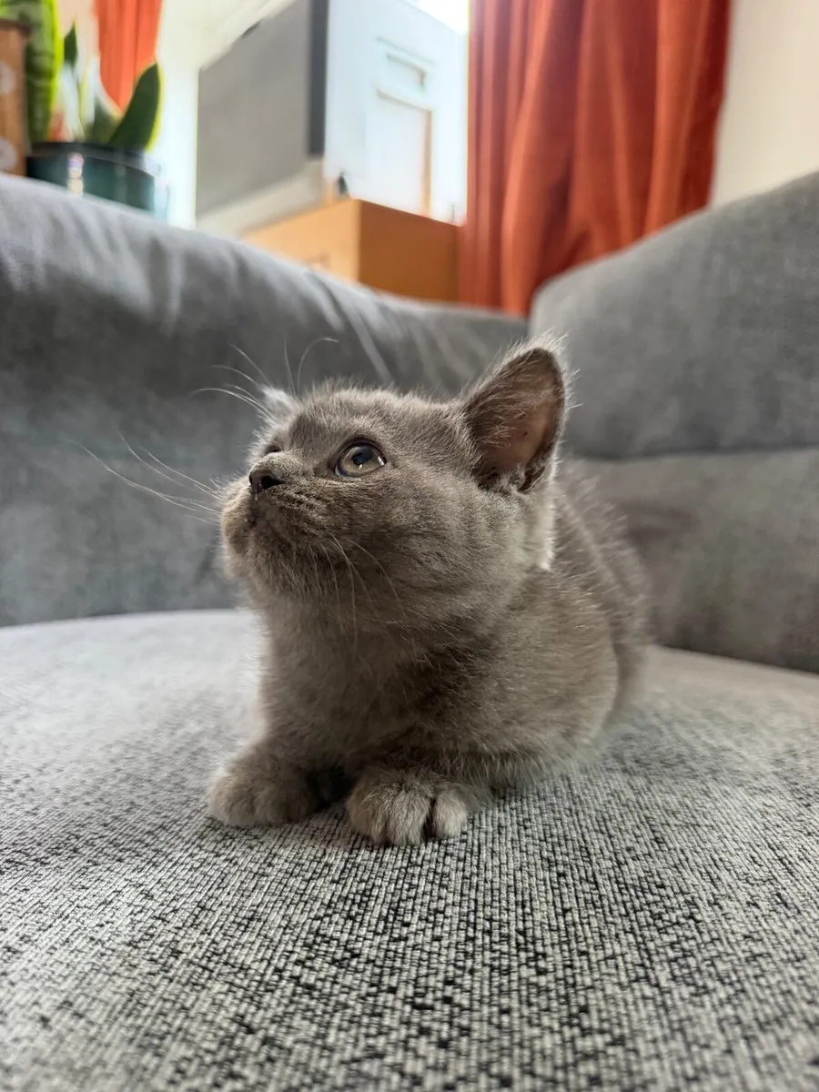 Scottish fold - Image 4