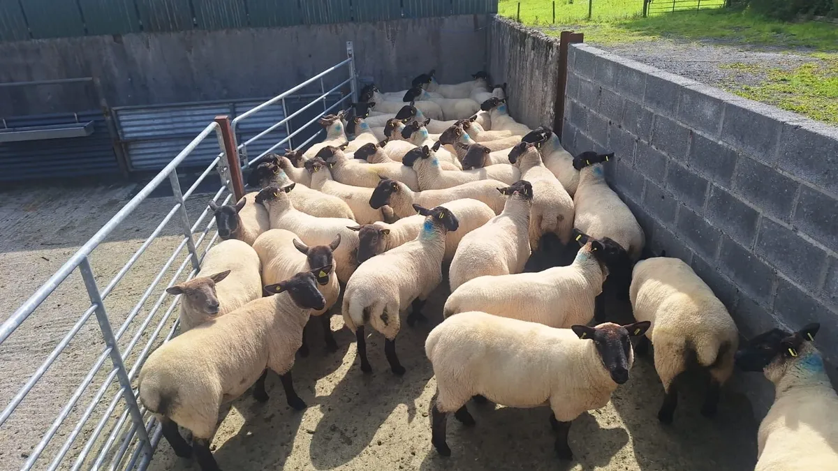 Coolaney Sheep Sale Co.Sligo 29/8/26 - Image 1