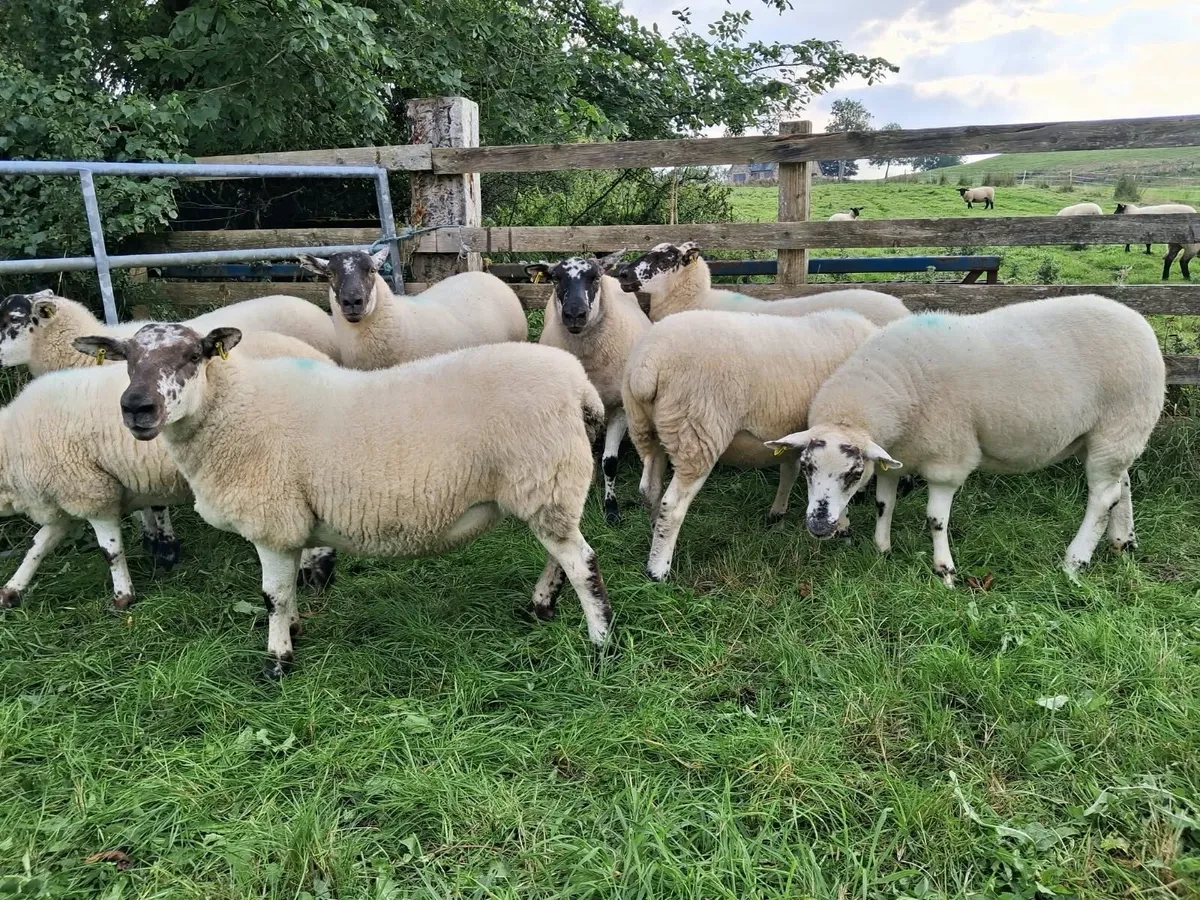 Coolaney Sheep Sale Co.Sligo 29/8/26 - Image 3