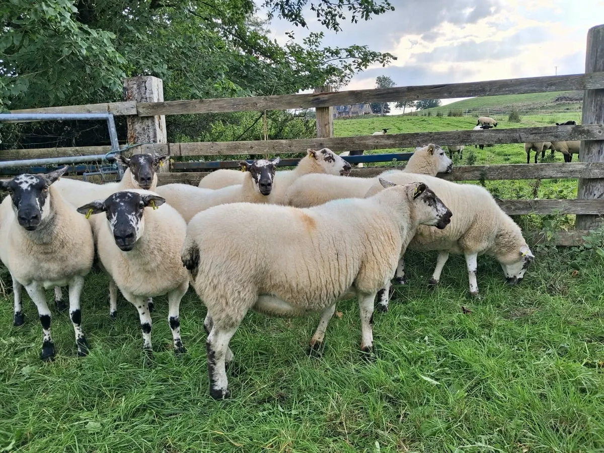 Coolaney Sheep Sale Co.Sligo 29/8/26 - Image 2