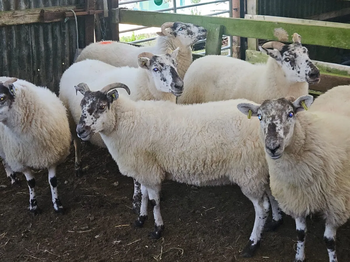 Coolaney Sheep Sale Co.Sligo 29/8/26 - Image 4