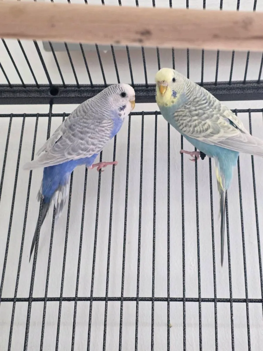 Two  yong  gorgeous colour Parrots - Image 1