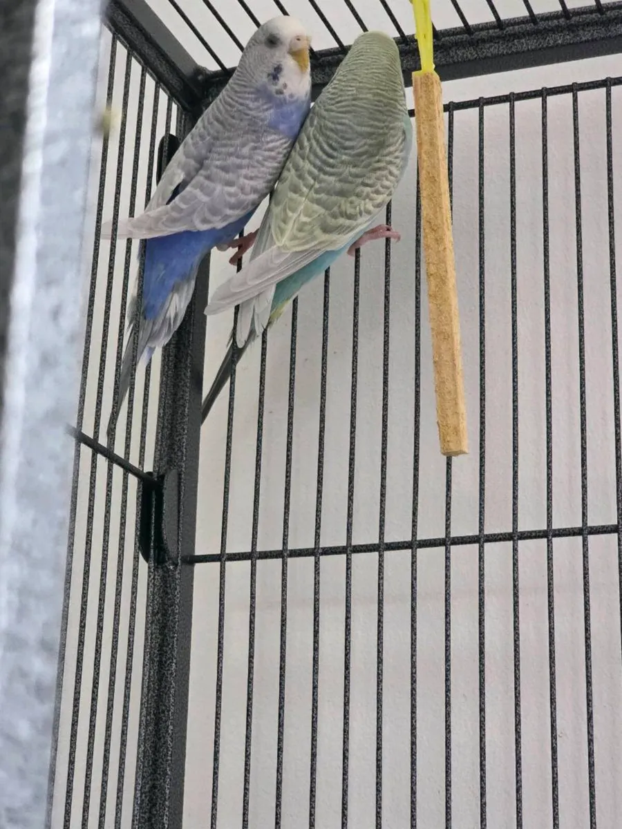 Two  yong  gorgeous colour Parrots - Image 2