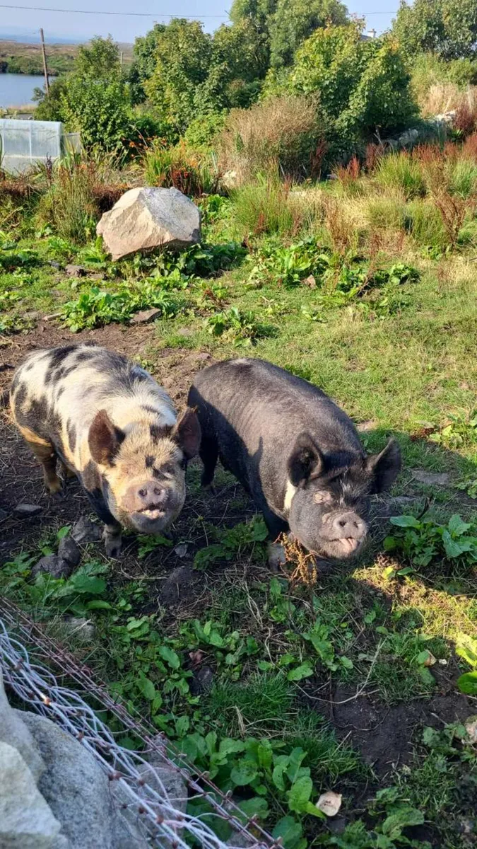 Kune kune pigs - Image 1