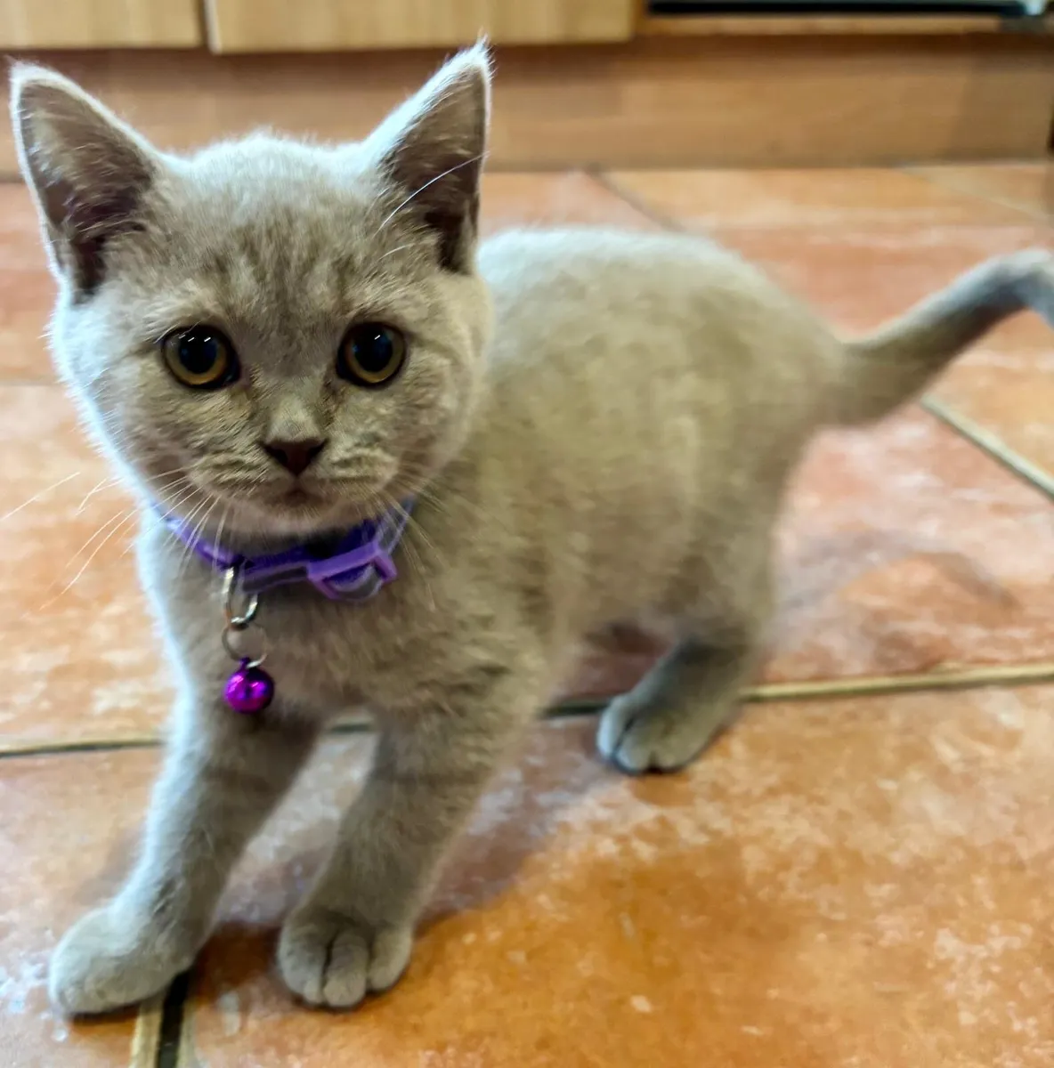 British Shorthair - Image 2