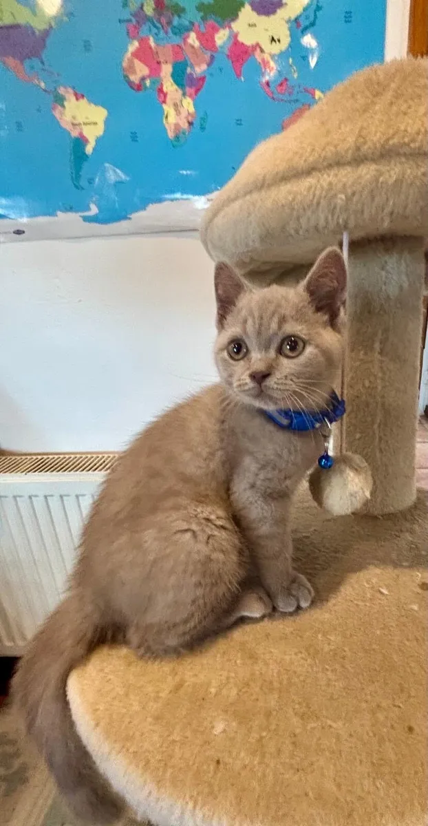 British Shorthair - Image 3