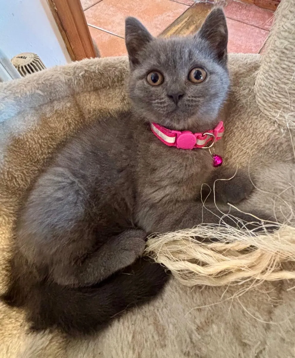 British Shorthair - Image 4