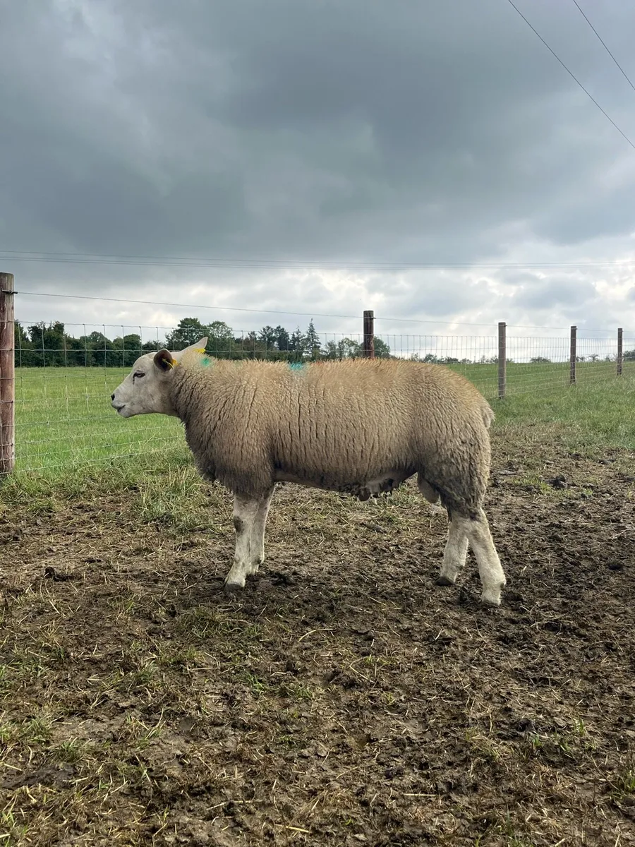 PBNR Texel Ram - Image 2