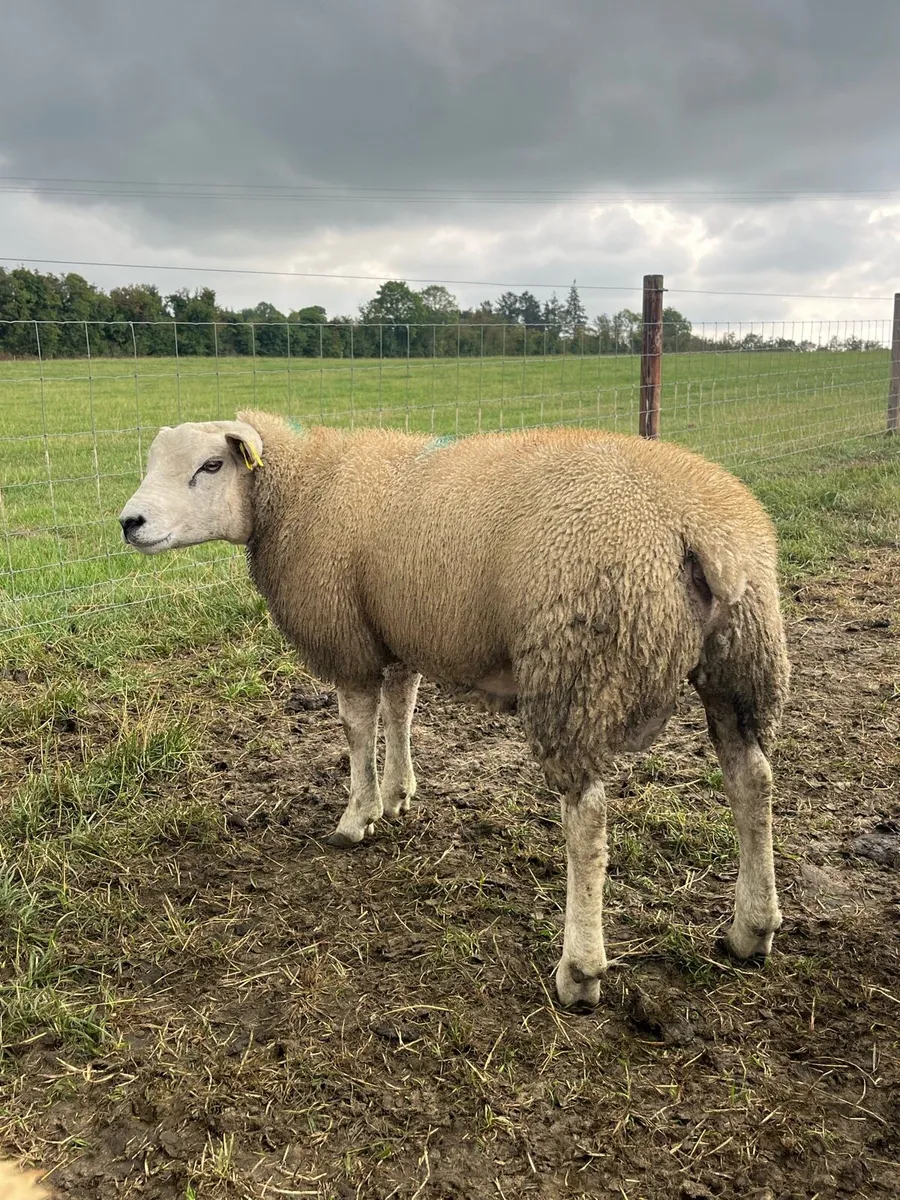 PBNR Texel Ram - Image 3