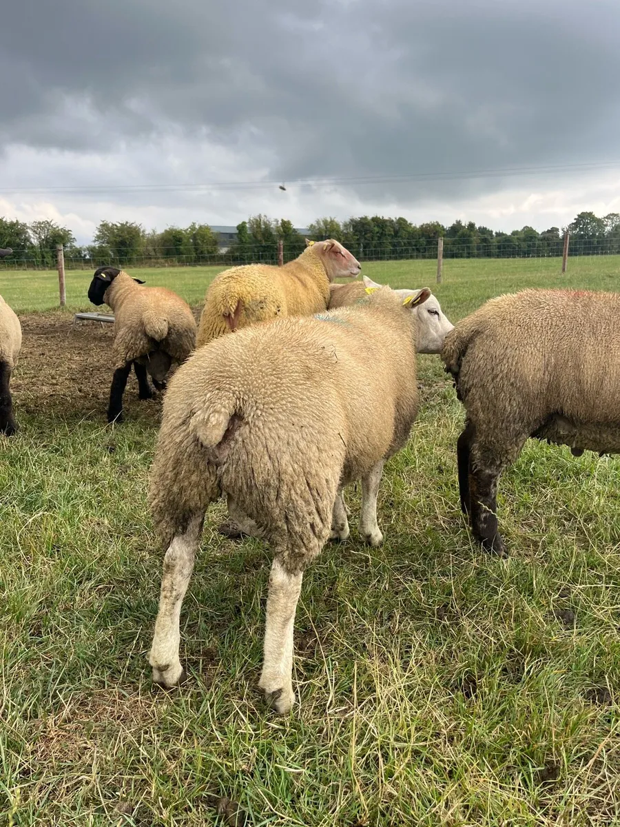 PBNR Texel Ram - Image 4