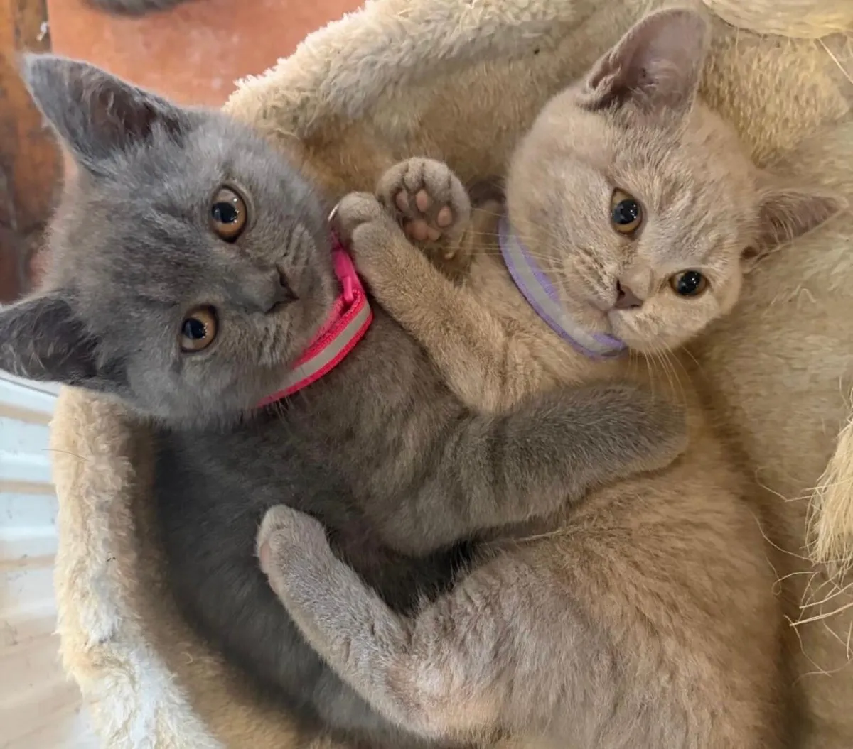 British Shorthair - Image 1