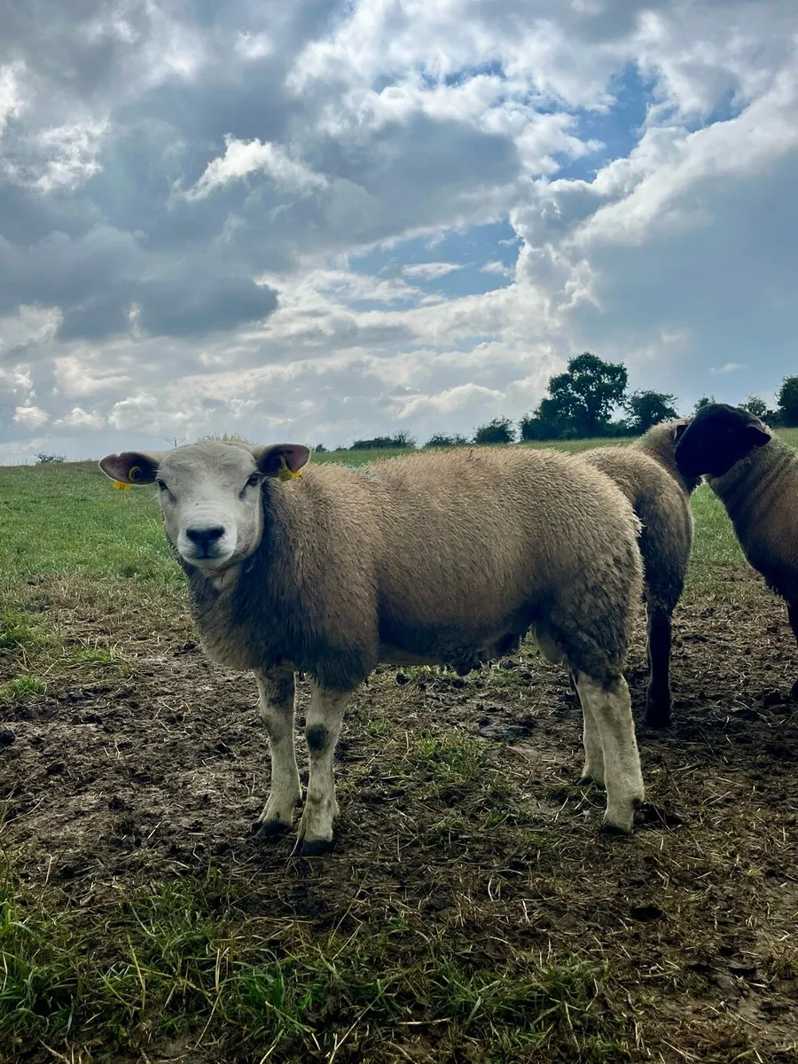 PBNR Texel Ram - Image 1