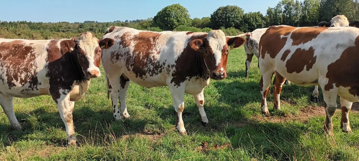Belgian Blue (Red) - Image 1