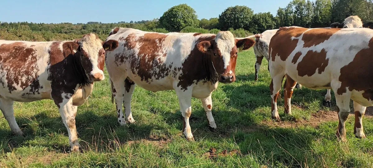 Belgian Blue (Red) - Image 2