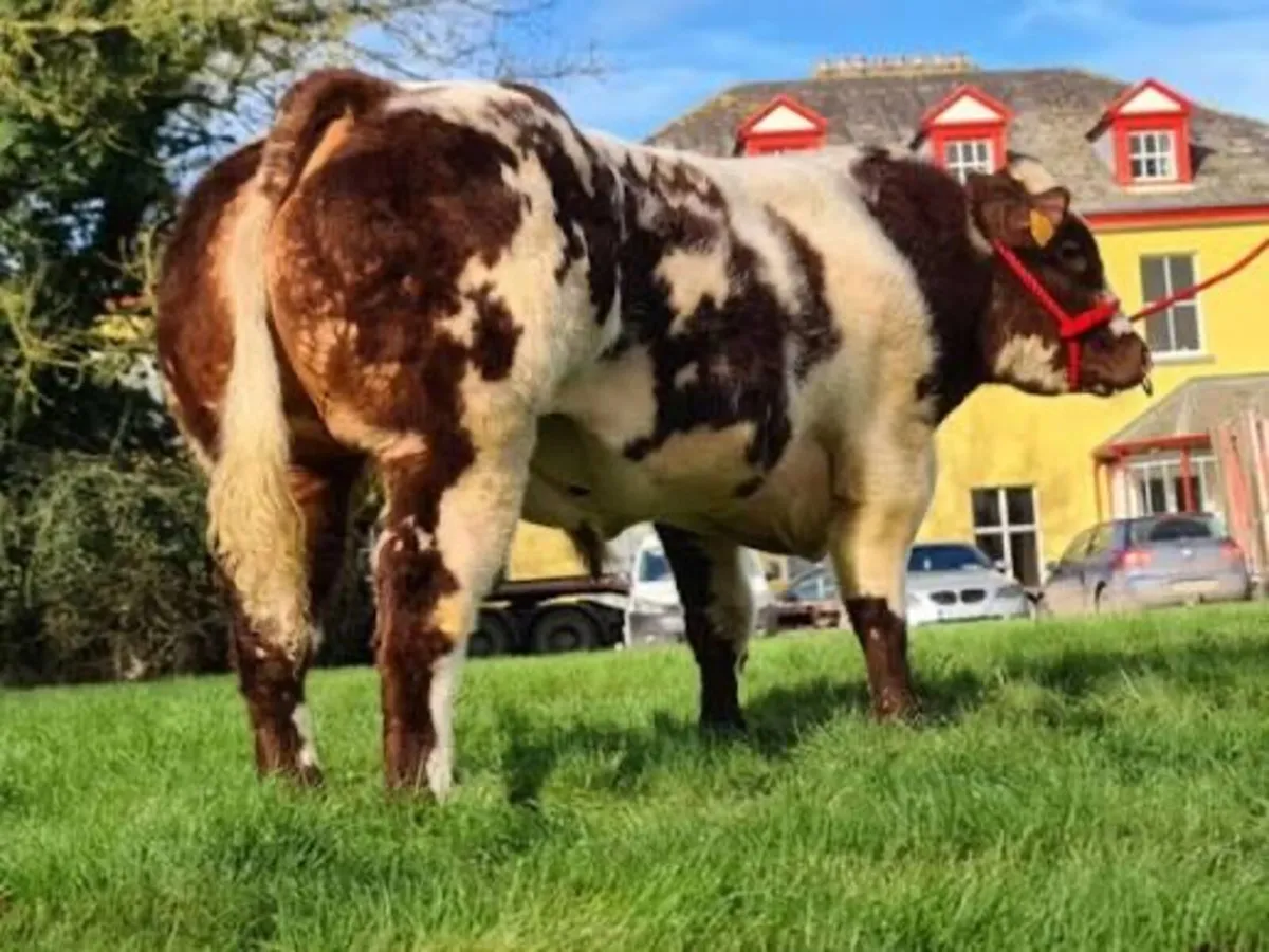 Belgian Blue (Red) - Image 3